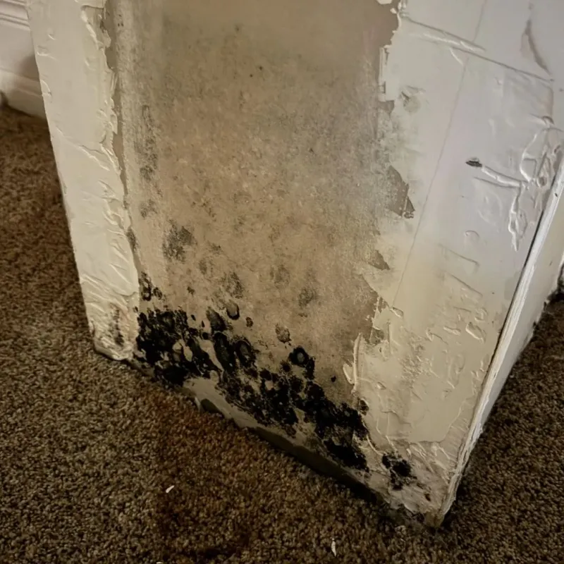 Professional Mold Removal in Centerburg, OH
